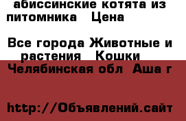 абиссинские котята из питомника › Цена ­ 15 000 - Все города Животные и растения » Кошки   . Челябинская обл.,Аша г.